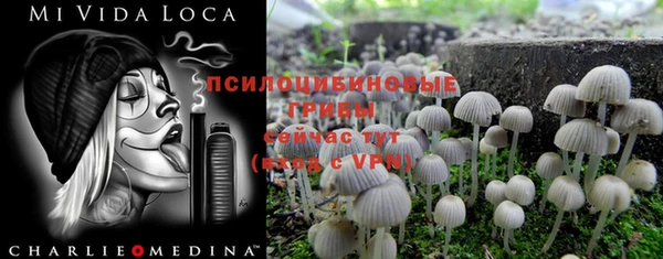 прущие грибы Ахтубинск